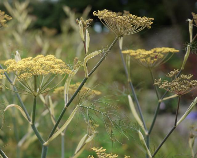 Foeniculum Vulgare Atropurpureum Mount Venus Nursery