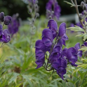 Aconitum carmichaelii Wilsonii
