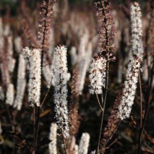 Actaea Simplex Black Negligee