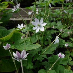 Anemone leveillei