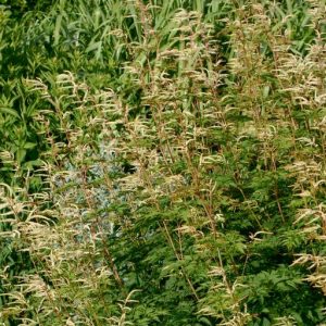 Aruncus Horatio