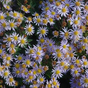 Aster ageratoides Adustus Nanus