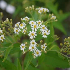 Aster glehnii Agleni