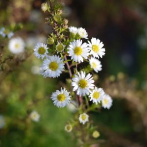 Aster pilosus