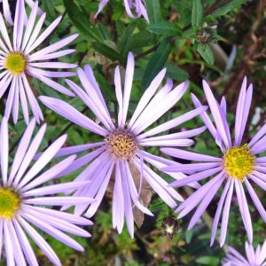 Aster pyrenaeus Lutetia