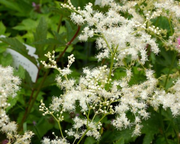 Filipendula palmata - Mount Venus Nursery