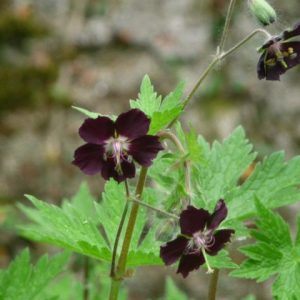 Geranium phaeum