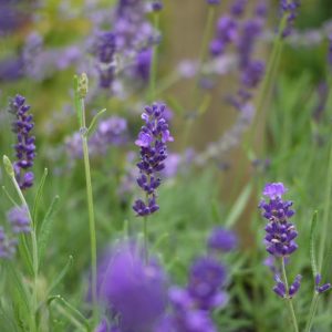 Lavandula Hidcote Blue
