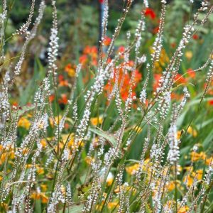Persicaria amplexicaulis Album