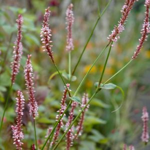 Persicaria amplexicaulis Pink Mist