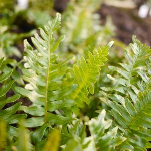 Polypodium vulgare