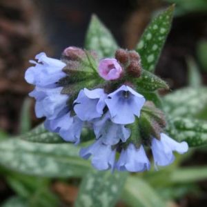 Pulmonaria Opal