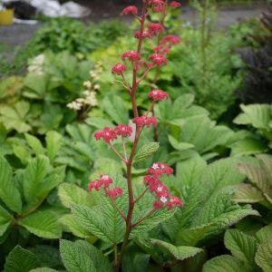 Rodgersia henrici