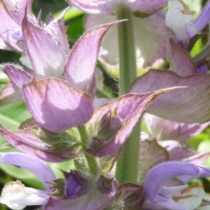 Salvia sclarea