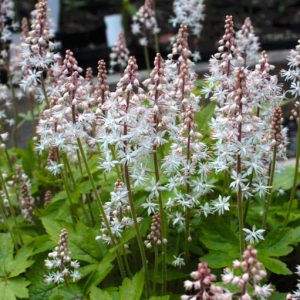 Tiarella wherryi