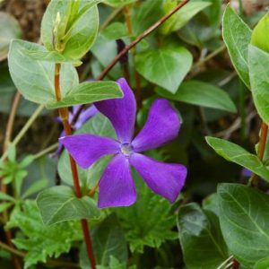 Vinca balcanica