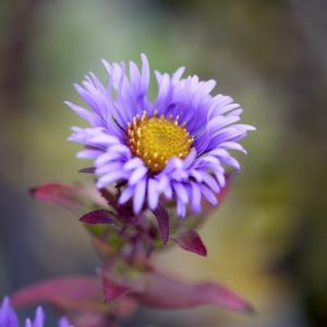 Aster novae-angliae Barr's Blue