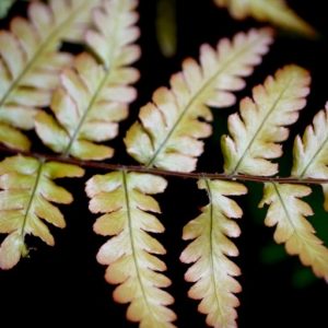 Dryopteris erythrosora Prolifica