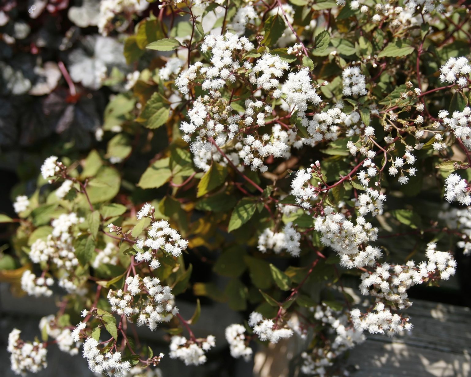 Eupatorium rugosum Chocolate - Mount Venus Nursery