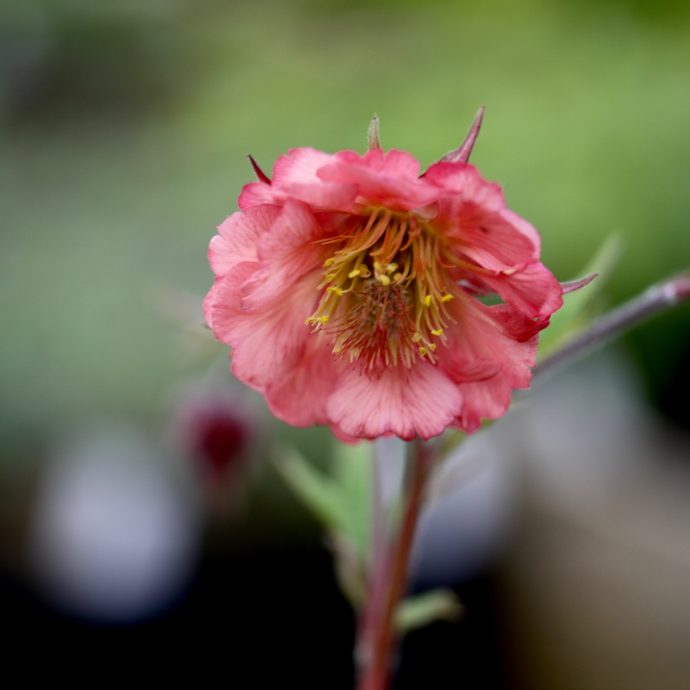 Geum Mai Tai - Mount Venus Nursery