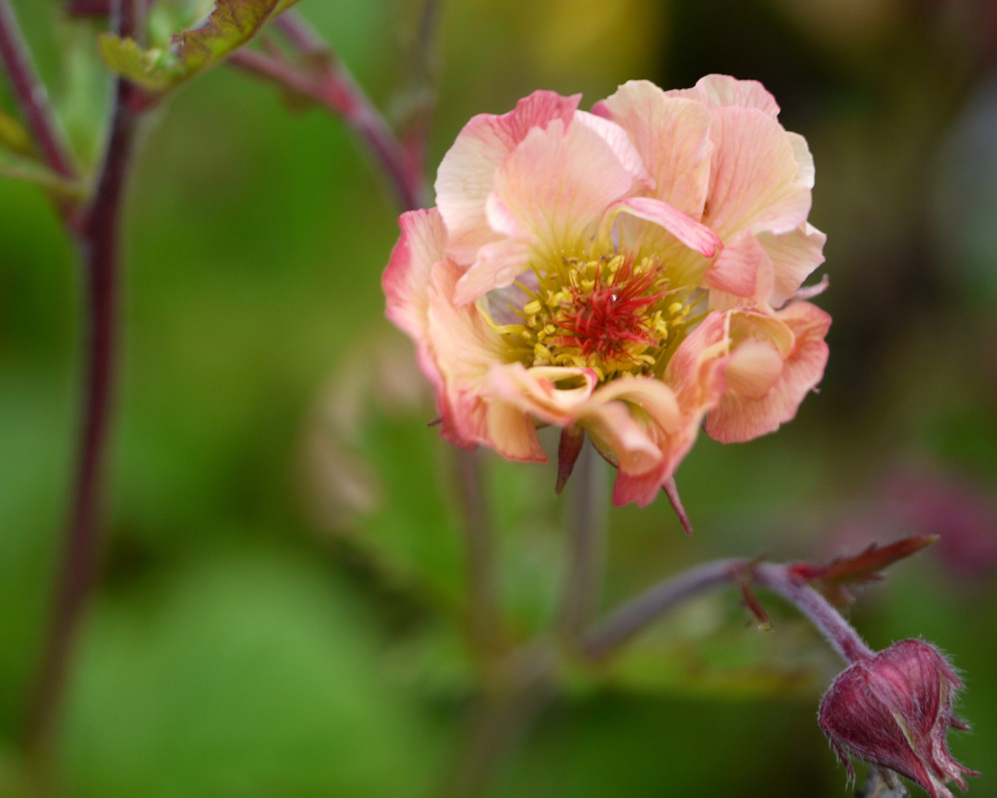 Geum Mai Tai - Mount Venus Nursery