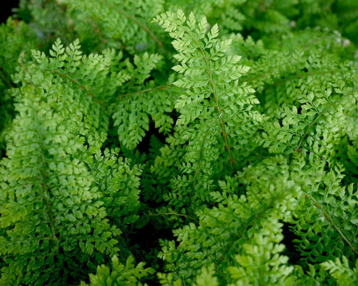 Polystichum setiferum Proliferum Wollastonii - Mount Venus Nursery