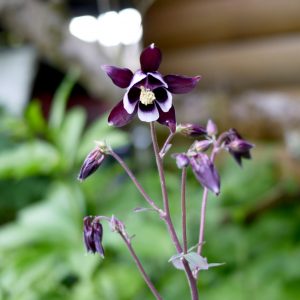 Aquilegia vulgaris William Guiness