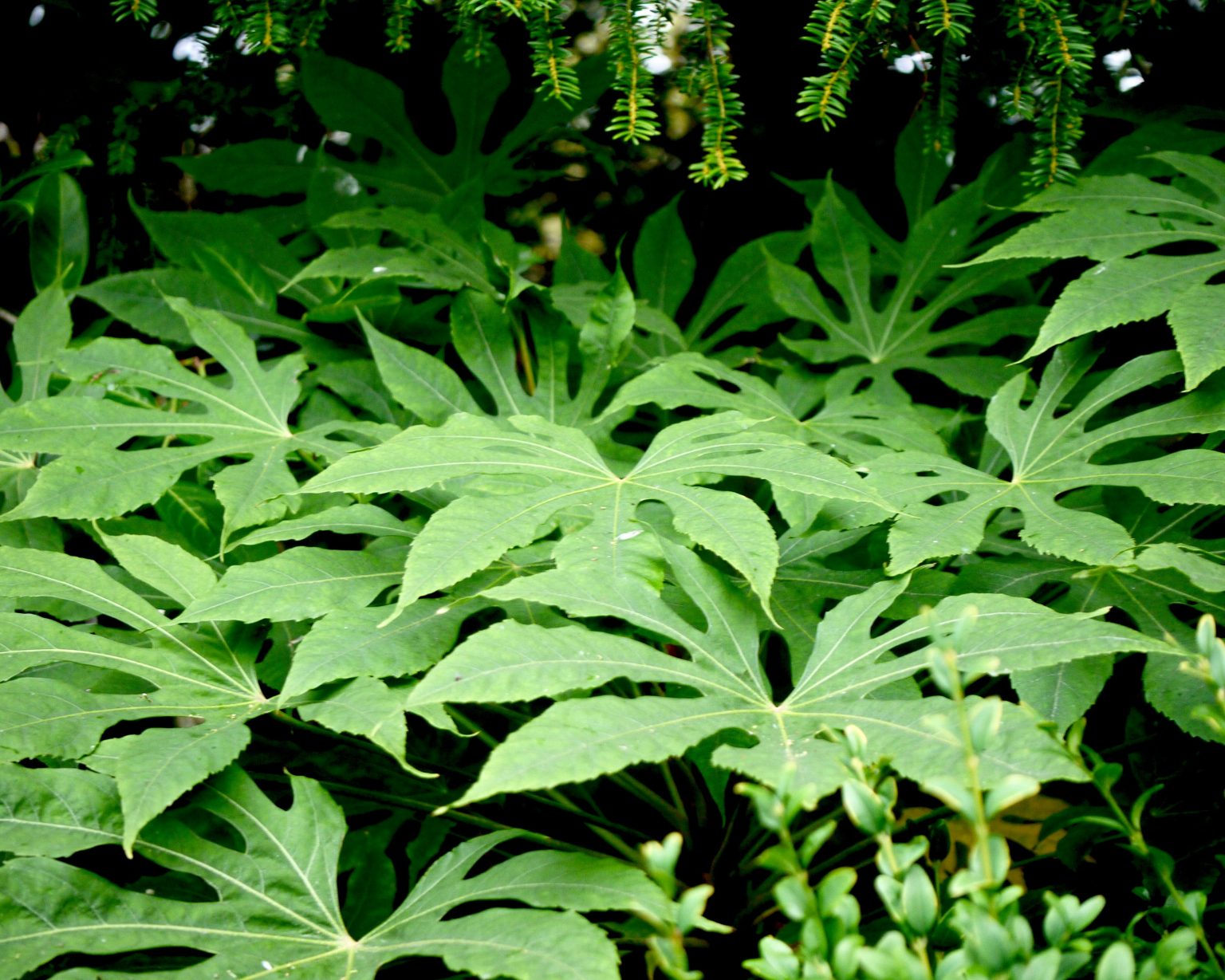 Fatsia polycarpa - Mount Venus Nursery