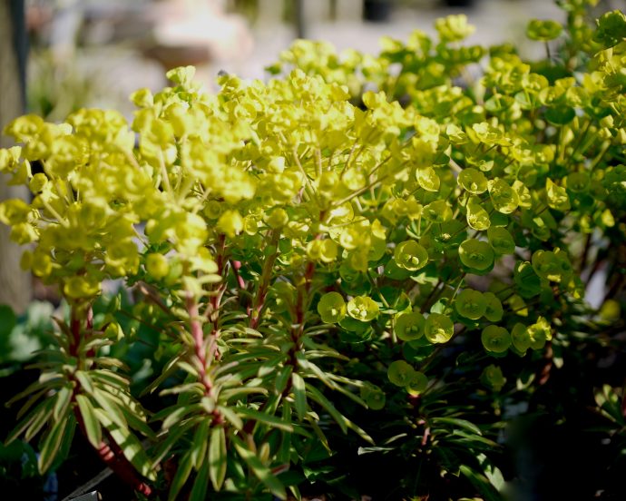 Euphorbia Redwing - Mount Venus Nursery