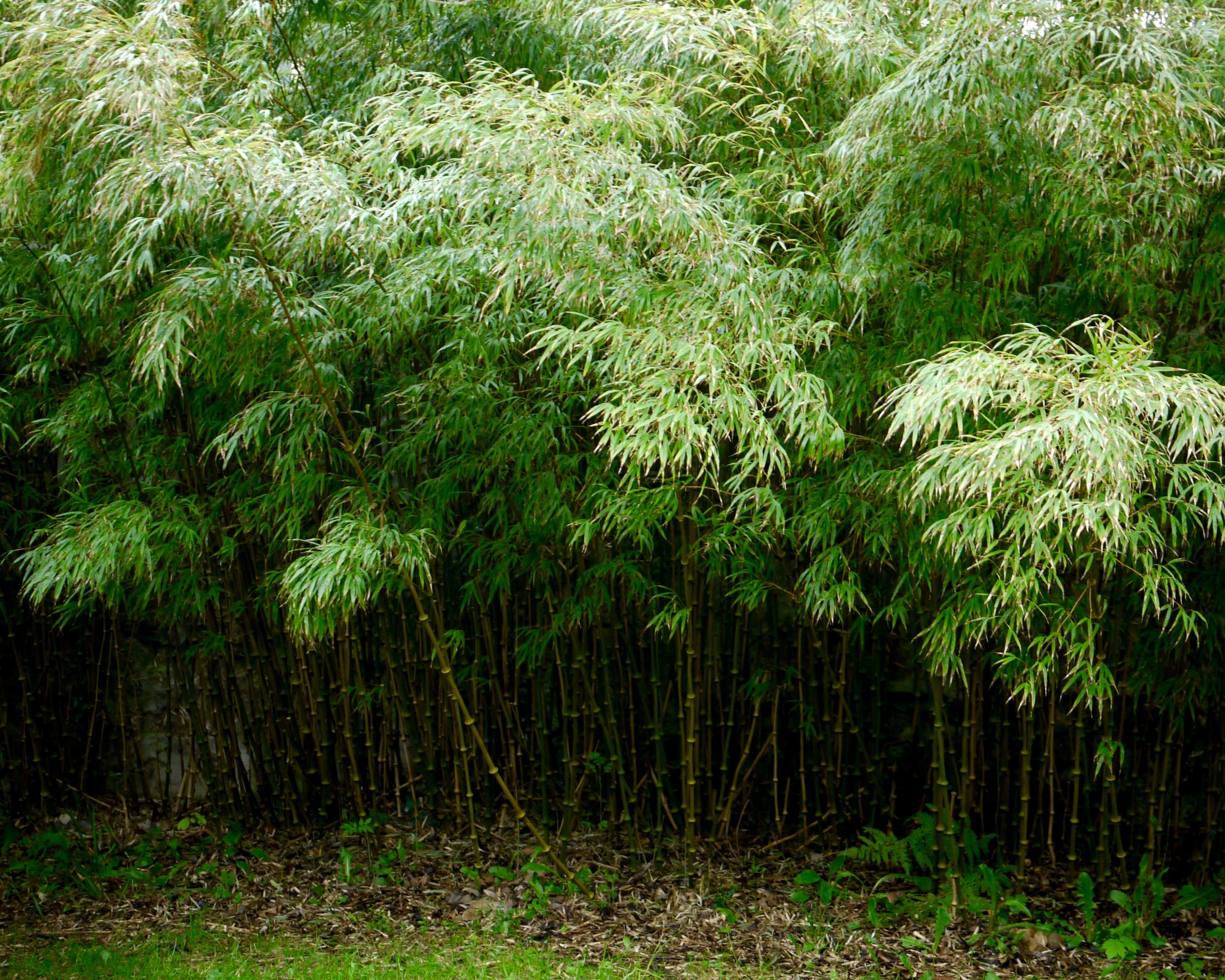 Chimonobambusa tumidissinoda Walking Stick - CBTUM - Bamboo Sourcery  Nursery & Gardens