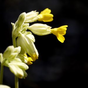 Primula veris