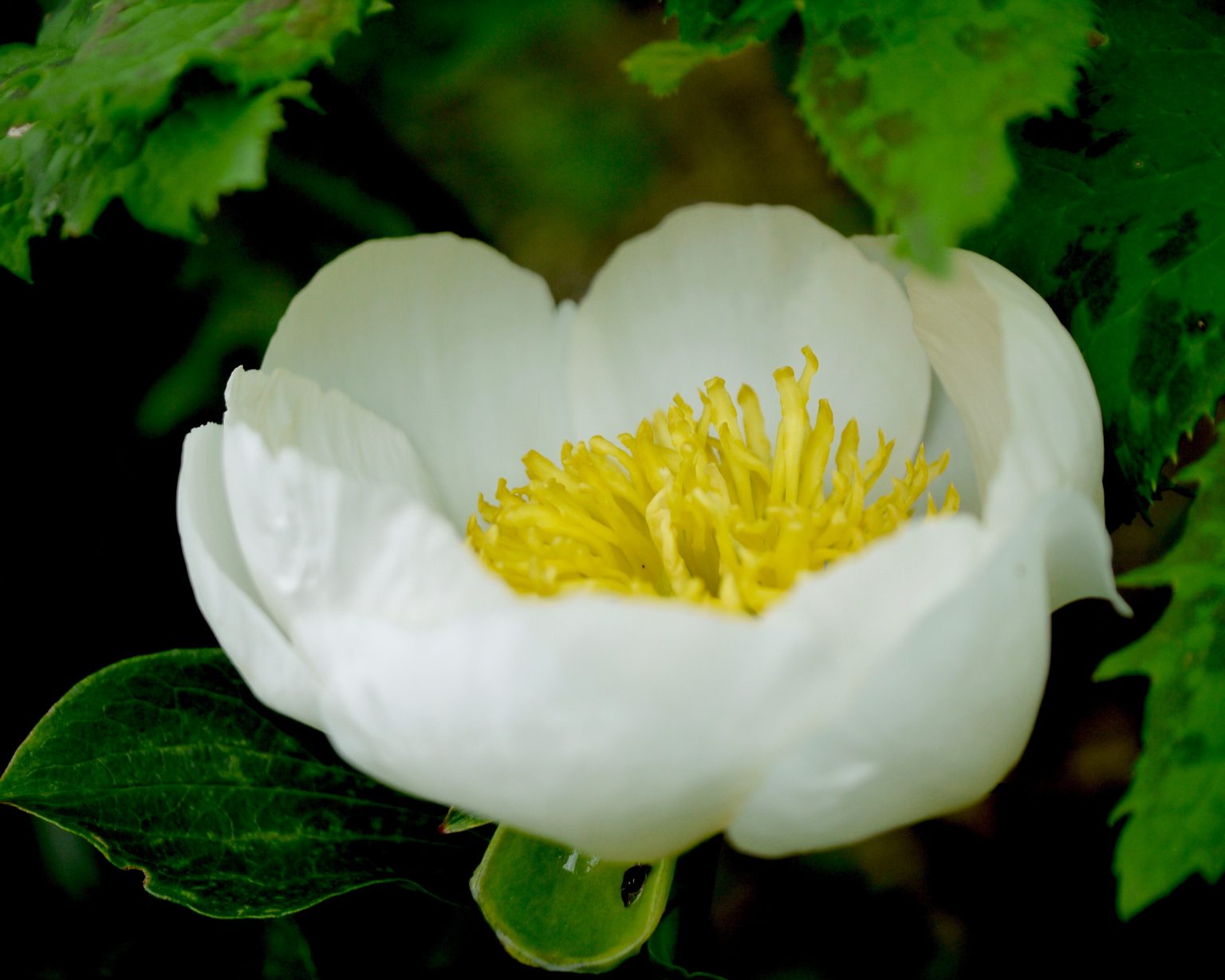 Paeonia Lactiflora Jan Van Leeuwen Mount Venus Nursery