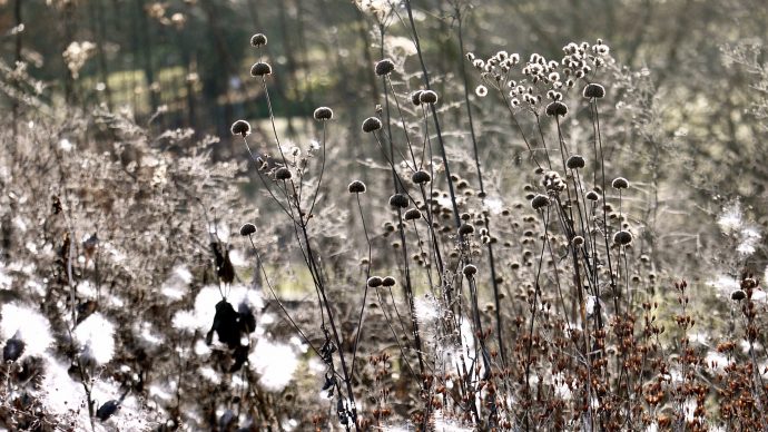 Perennials for Autumn and Winter – the beauty of seed heads.