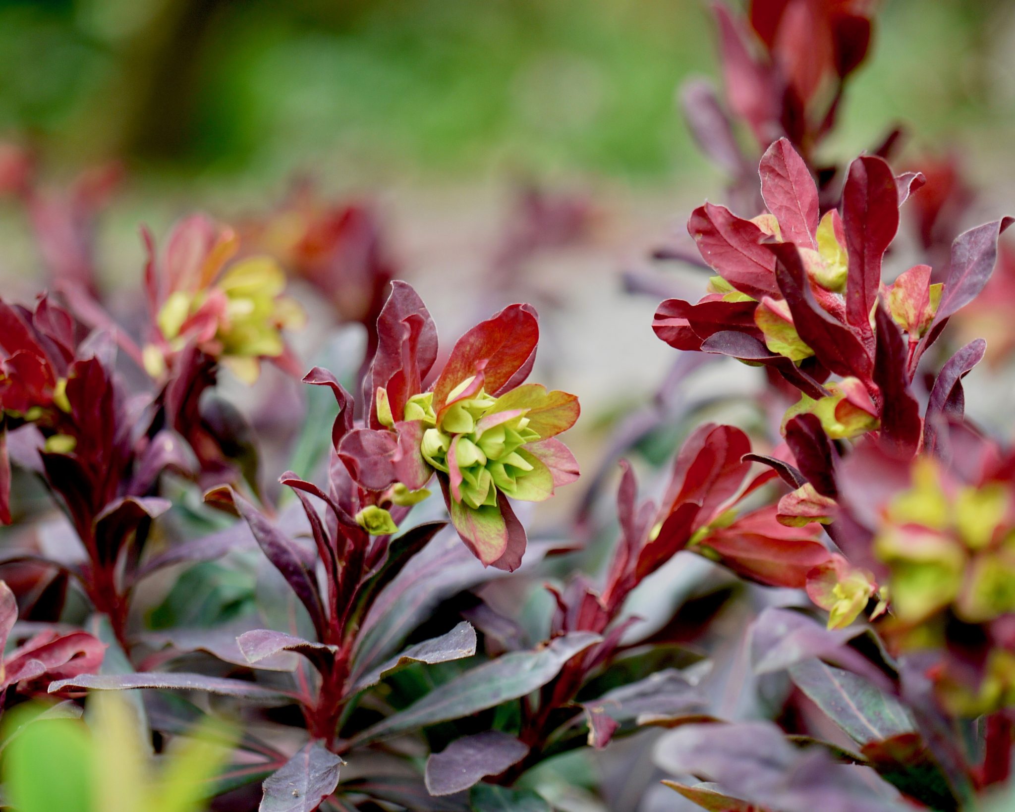 Euphorbia x martinii Velvet Ruby - Mount Venus Nursery