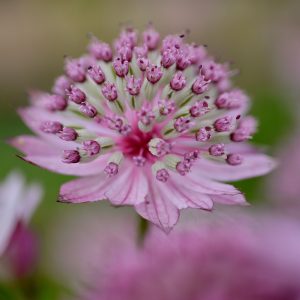 Astrantia major Florence