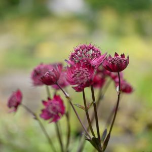 Astrantia major Ruby Star