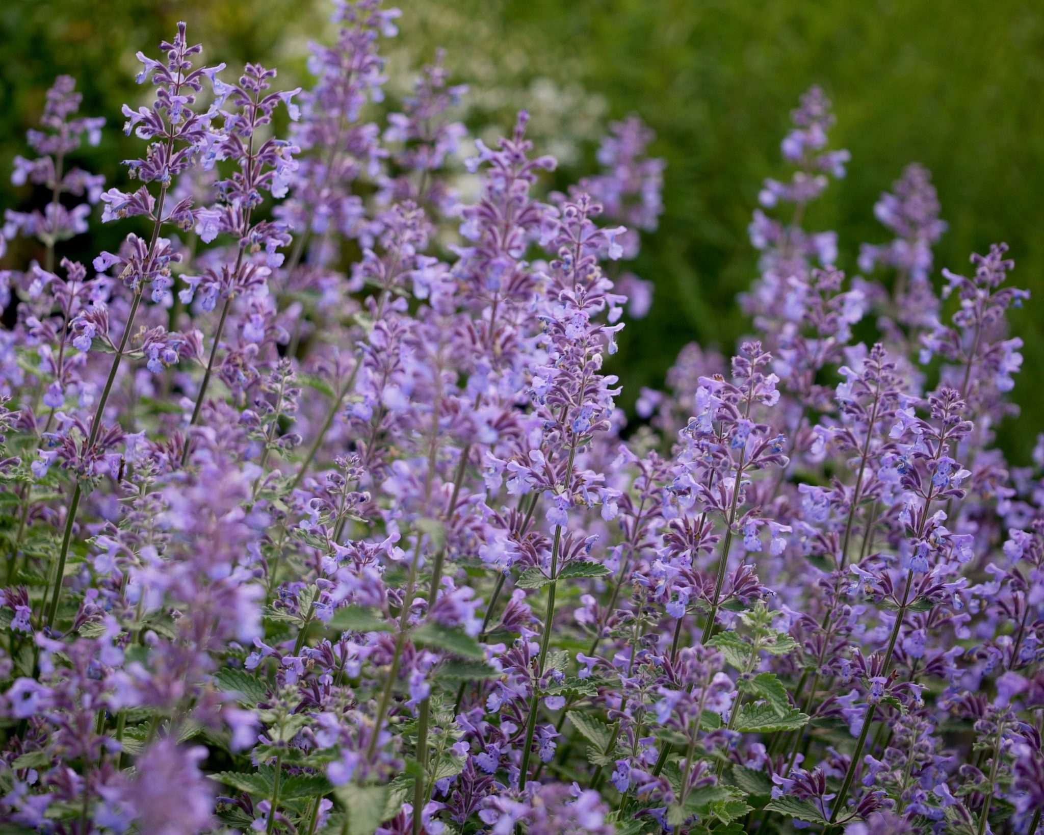 Nepeta Six Hills Giant - Mount Venus Nursery