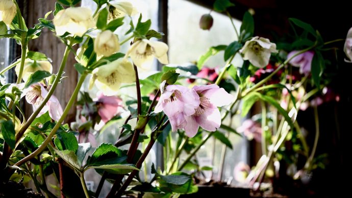 Hellebores: The stars of the late winter garden.
