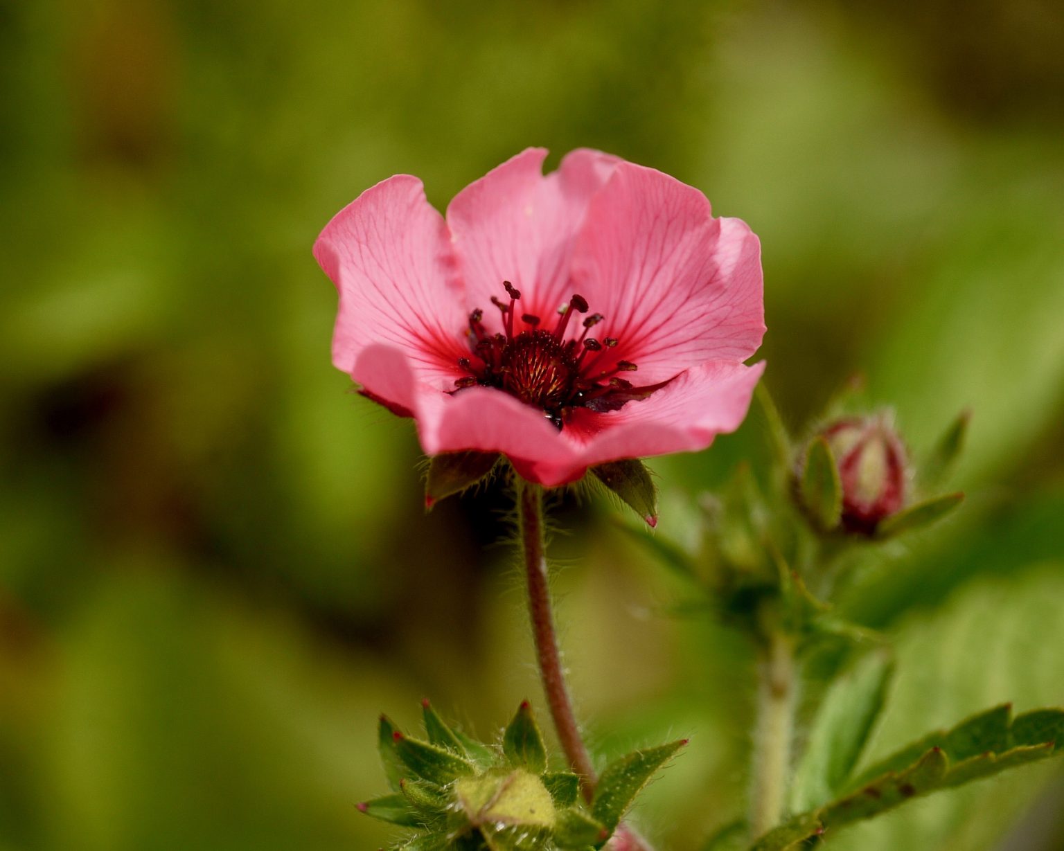 Potentilla Nepalensis Miss Willmott - Mount Venus Nursery