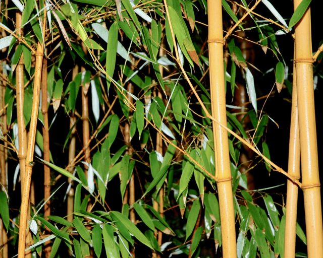 Bambou - Phyllostachys Aurea