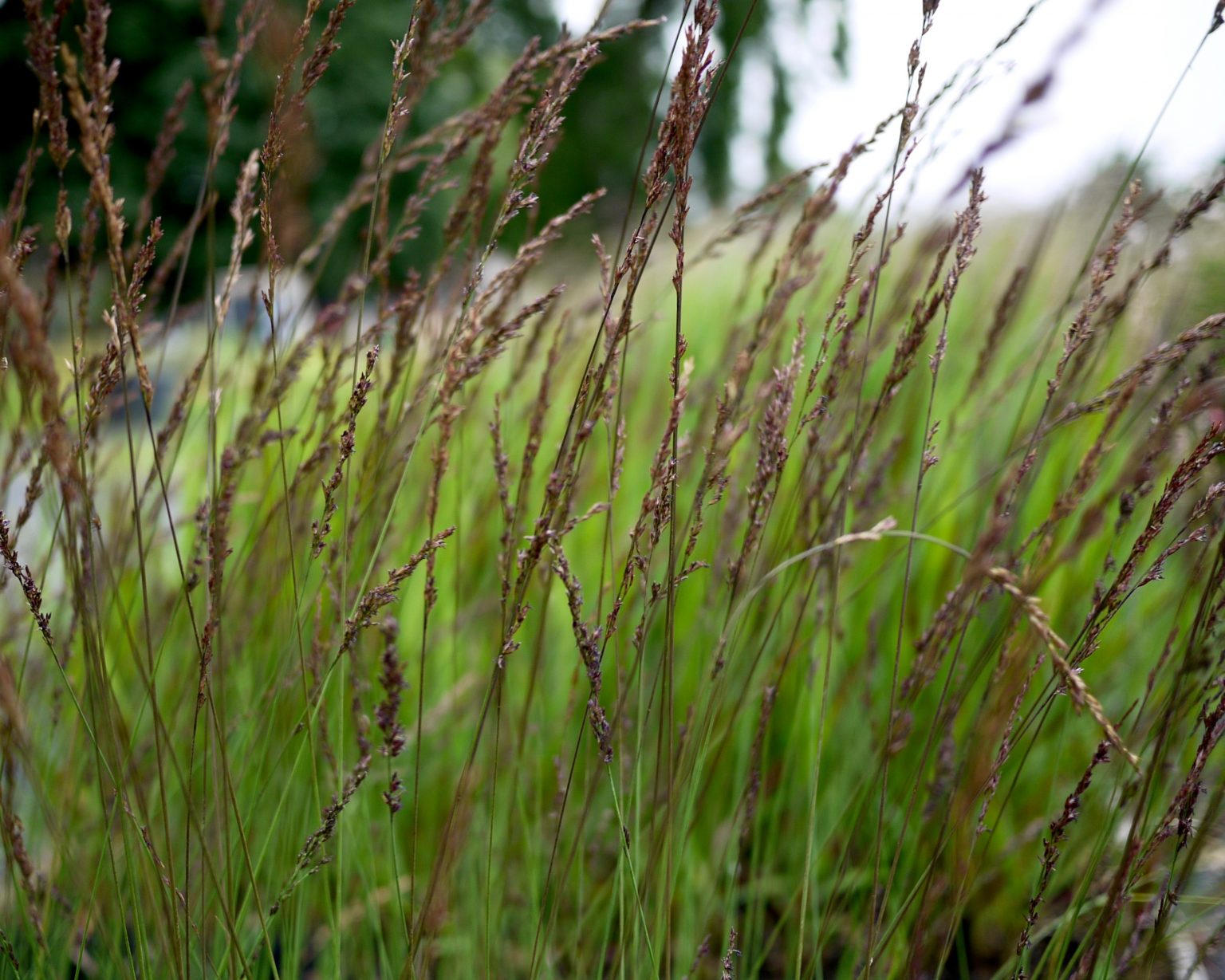 Molinia Caerulea Subsp Caerulea Moorhexe Mount Venus Nursery