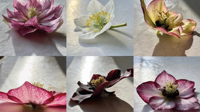 Hellebores: The stars of the late winter garden.