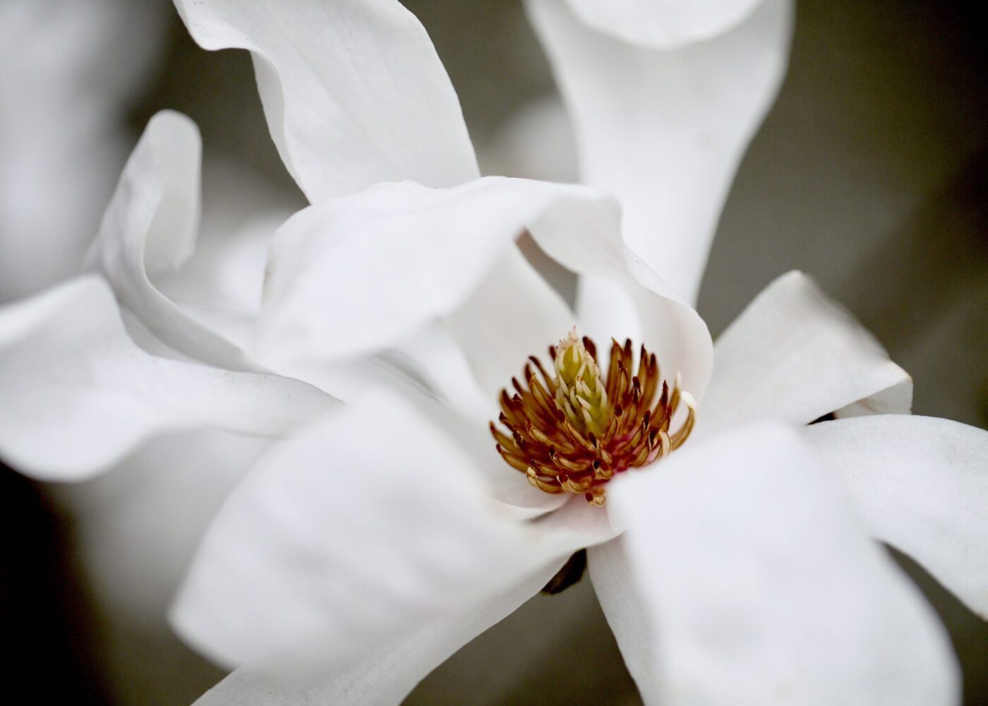 Magnolias - Mount Venus Nursery