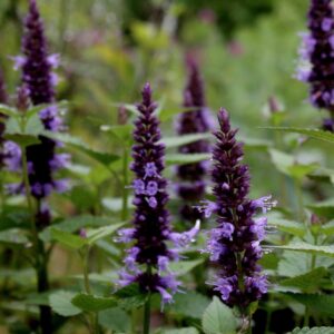 Agastache Liddle Adder