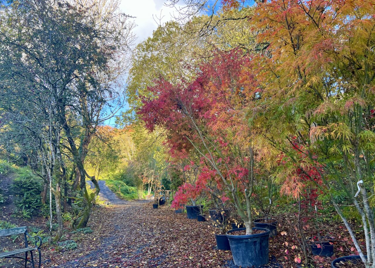 New Location of Mount Venus Nursery and 25 Years Anniversary - Mount Venus  Nursery