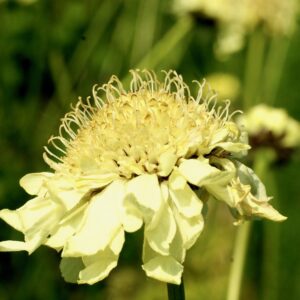 Cephalaria radiata