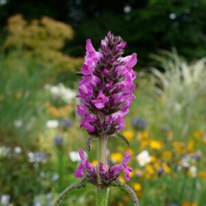Stachys officinalis Hummelo