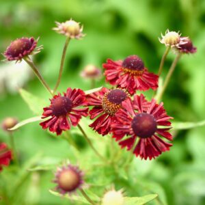 Helenium Ruby Tuesday