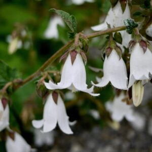 Campanula alliariifolia