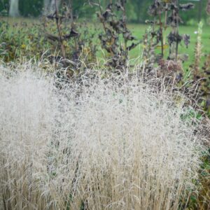 Deschampsia cespitosa Palava